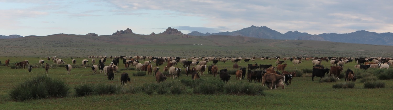 Mongolia-On-The-Road-Goats