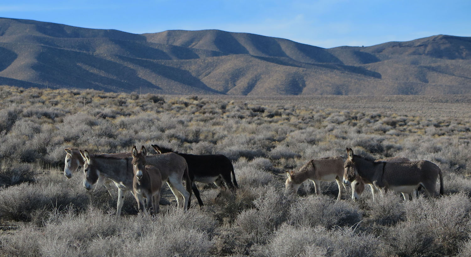 Death-Valley-Wildlife-Burros