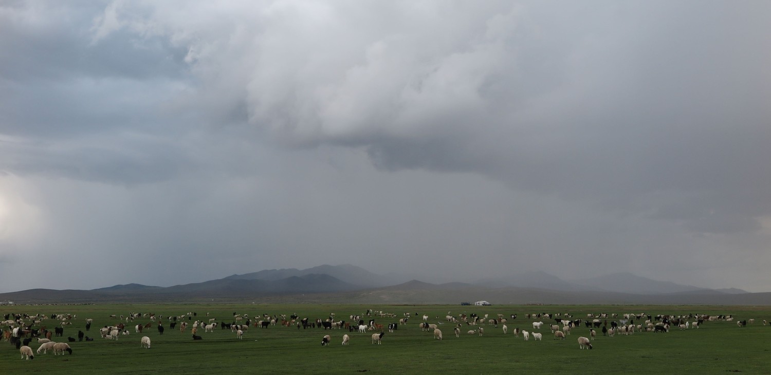 Mongolia-Karakorum-Goats