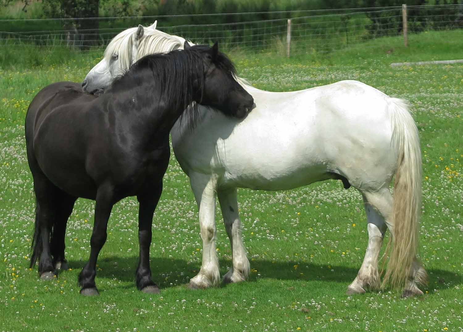 Scotland-Highlands-Horses-Black-White