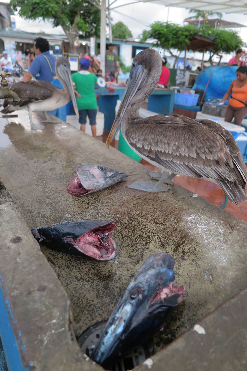 Ecuador-Galapagos-Street-Scenes-Pelicans